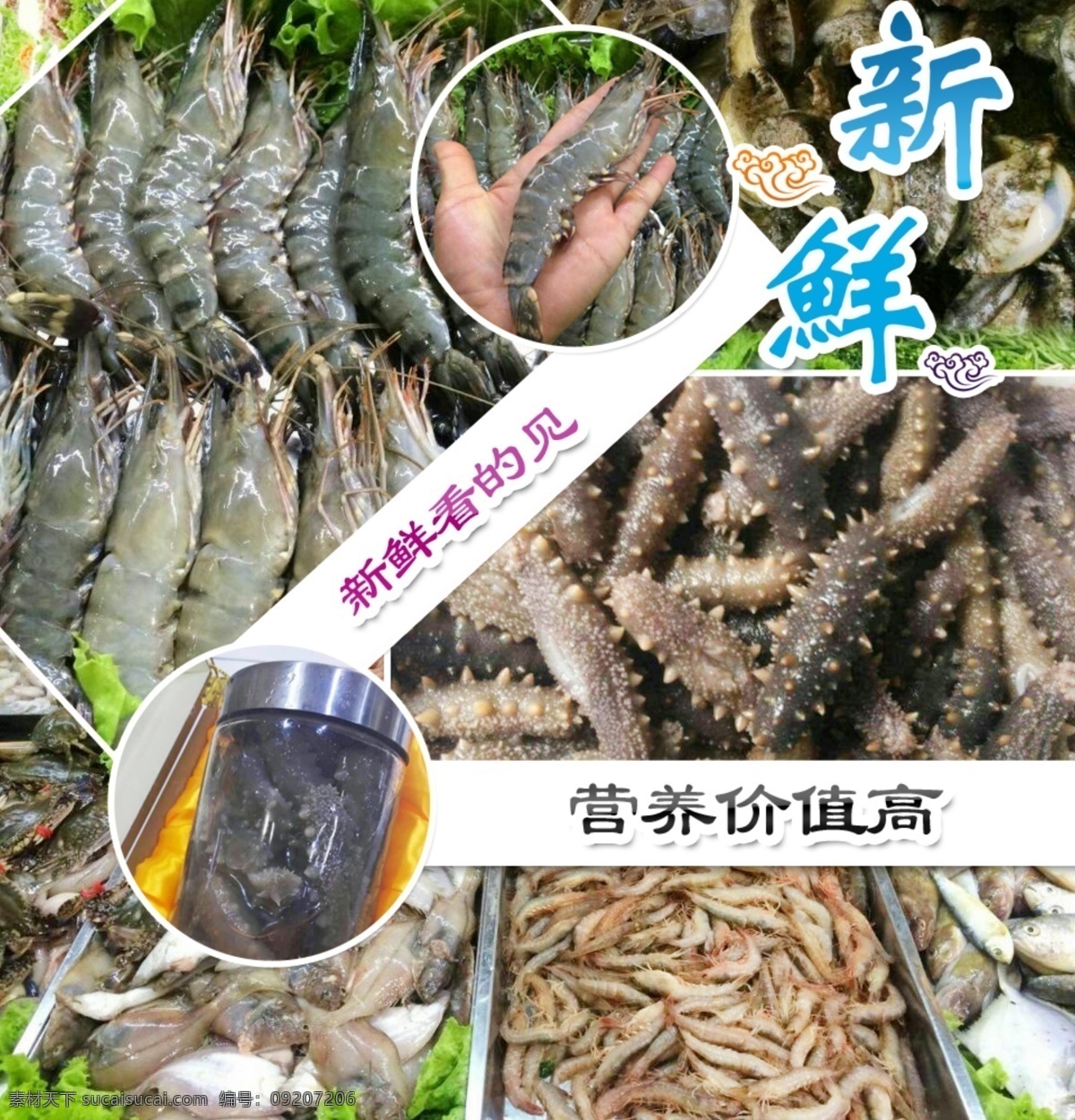 海鲜产品 新鲜 海产品 海参 虾 原生态 分层