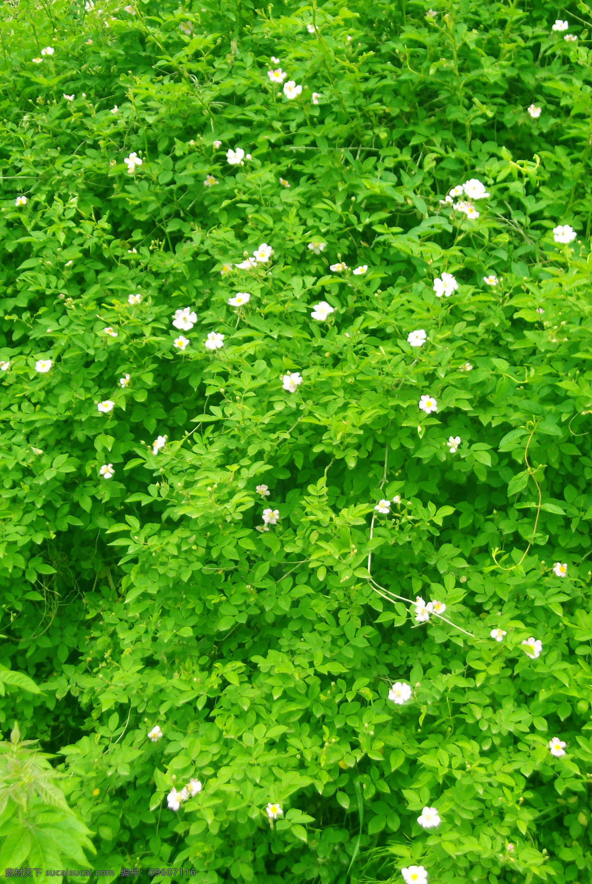 野花 月季花 繁星 零星 绿色 背景 绿墙 白花 小花 自然景观 田园风光 摄影图库