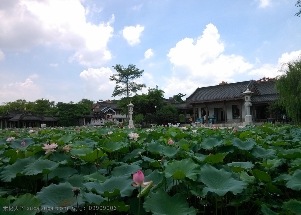 惠州西湖风景 西湖水 风景名胜 惠州风景 船 划船 惠州市 惠州风貌 旅游胜地 旅游景点 旅游摄影 国内旅游 生物世界 花草