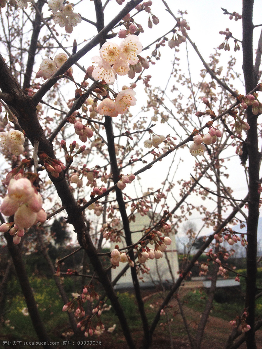 樱桃花 樱桃树 树枝 花朵 采风 生物世界 花草