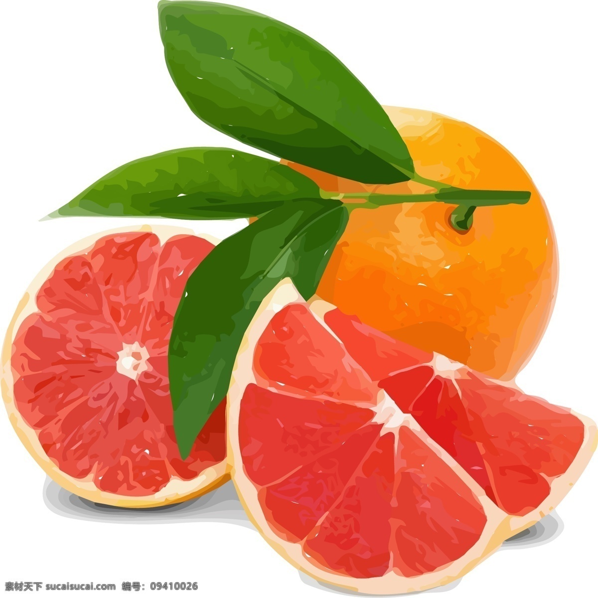 西 柚 橙子 水果 插画 手绘 西柚 水果素材 图案