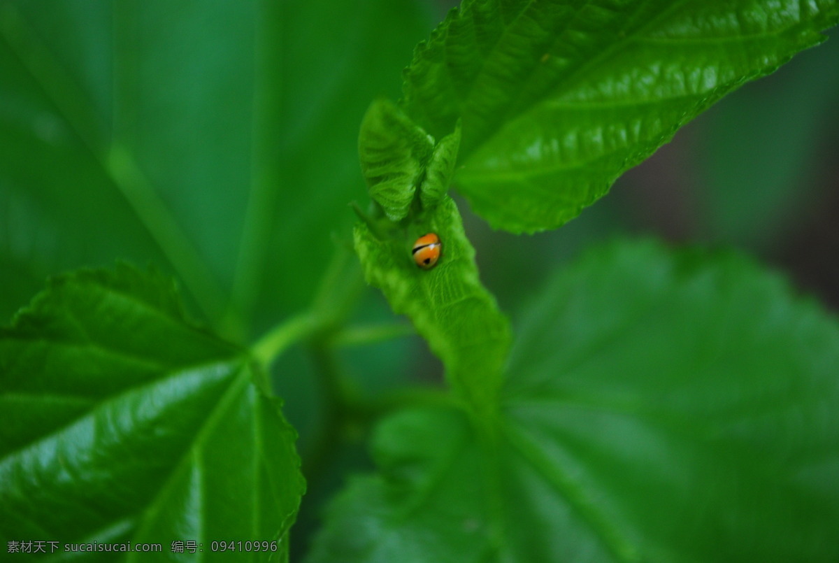瓢虫 昆虫 绿叶 生物世界 花大姐 桑叶