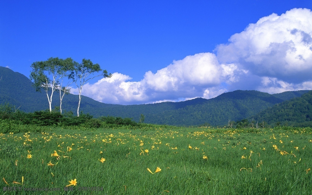 草原 风景 蓝天 白云 草原风景 鲜花草地 蓝天白云 风景摄影 美丽风景 美景 景色 风景图片