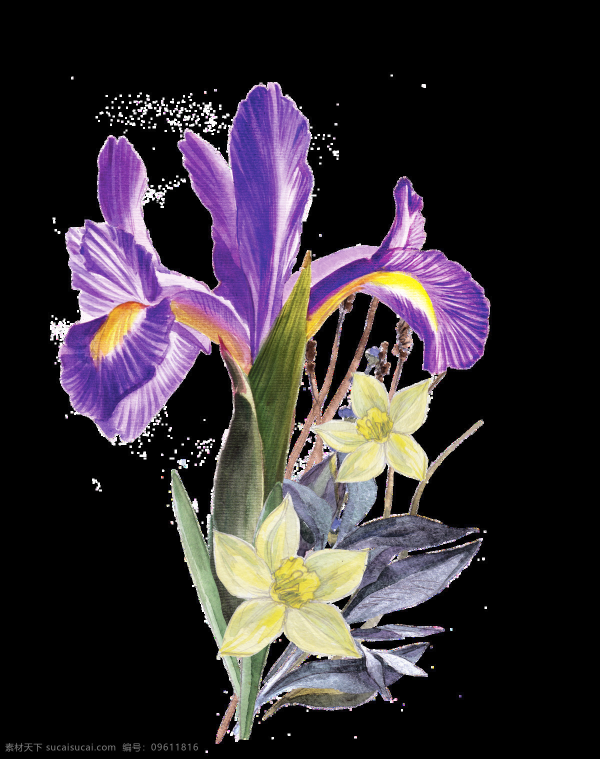 紫色 鸢尾花 透明 淡雅 白色 黄色 水彩 透明素材 装饰图案 免扣素材