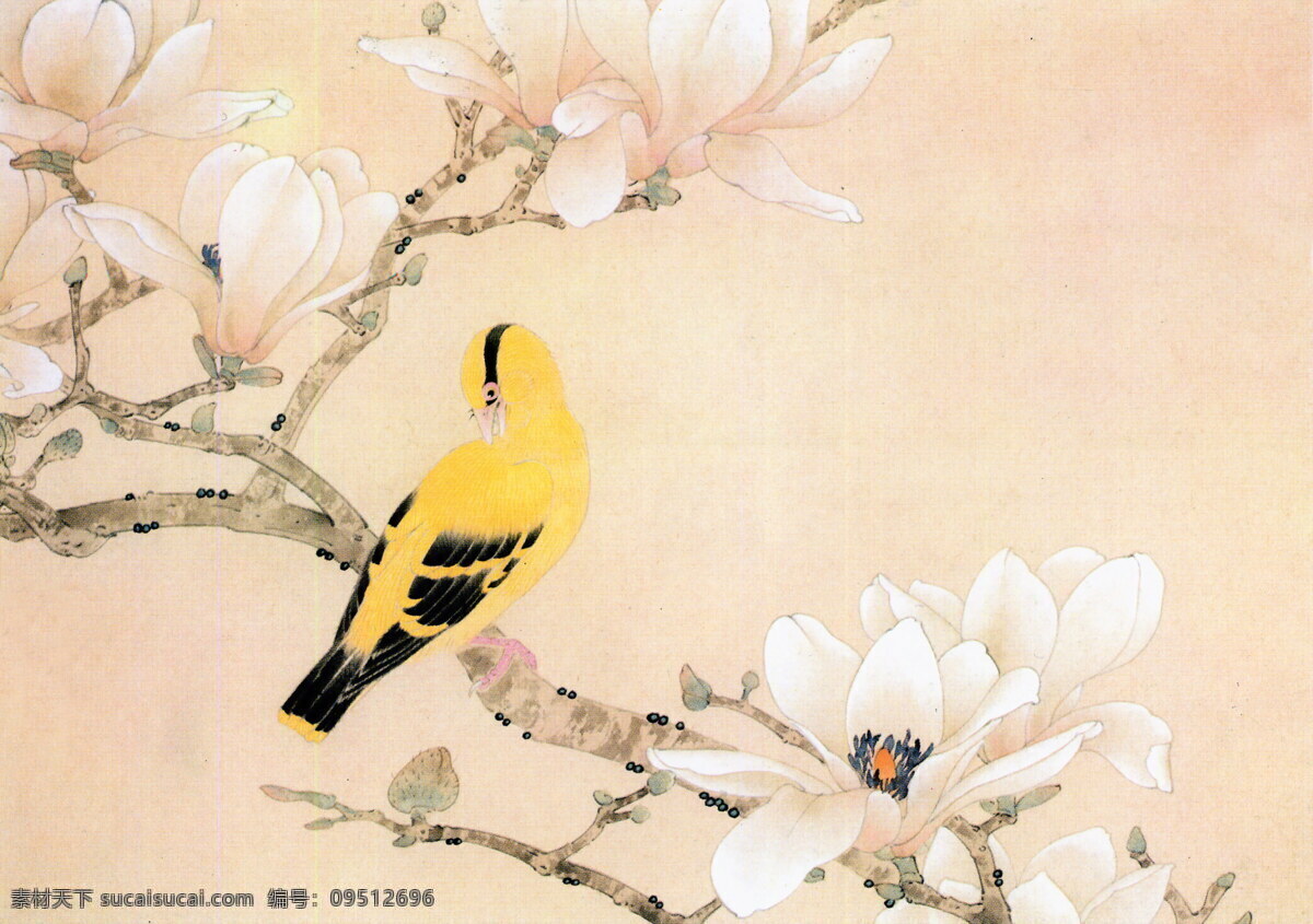 黄鹂 黄鹂鸟 玉兰花 文化艺术 绘画书法 工笔画 设计图库