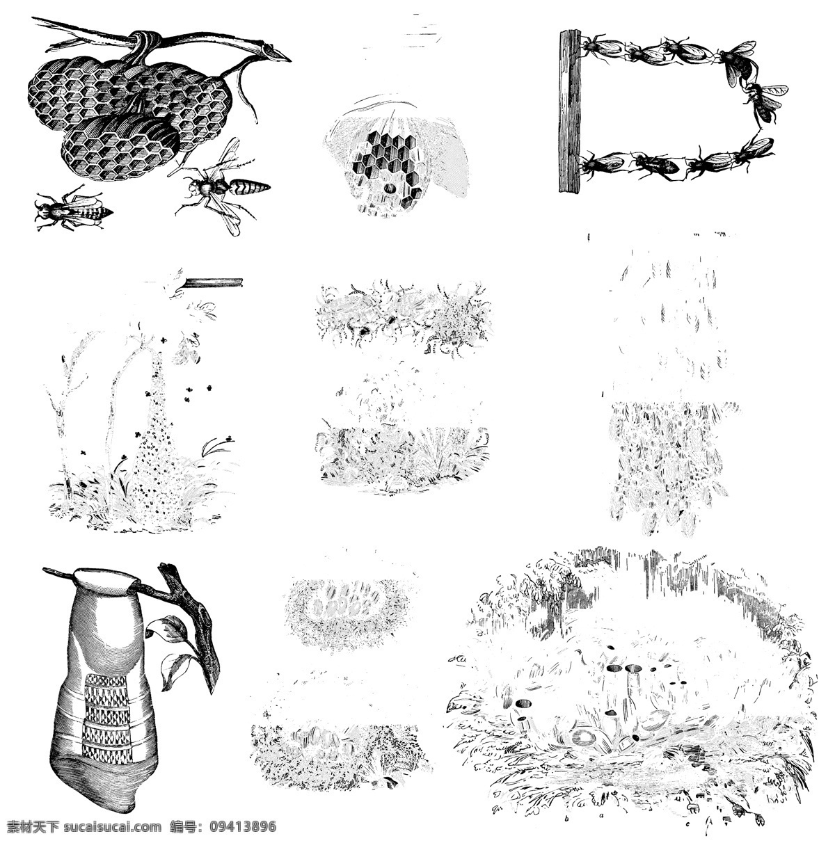 昆虫 类 欧美 古典 线条 矢量 动物 库 欧洲古典素材 矢量素材 素描素材 线条素材 非 主流 矢量图 其他矢量图