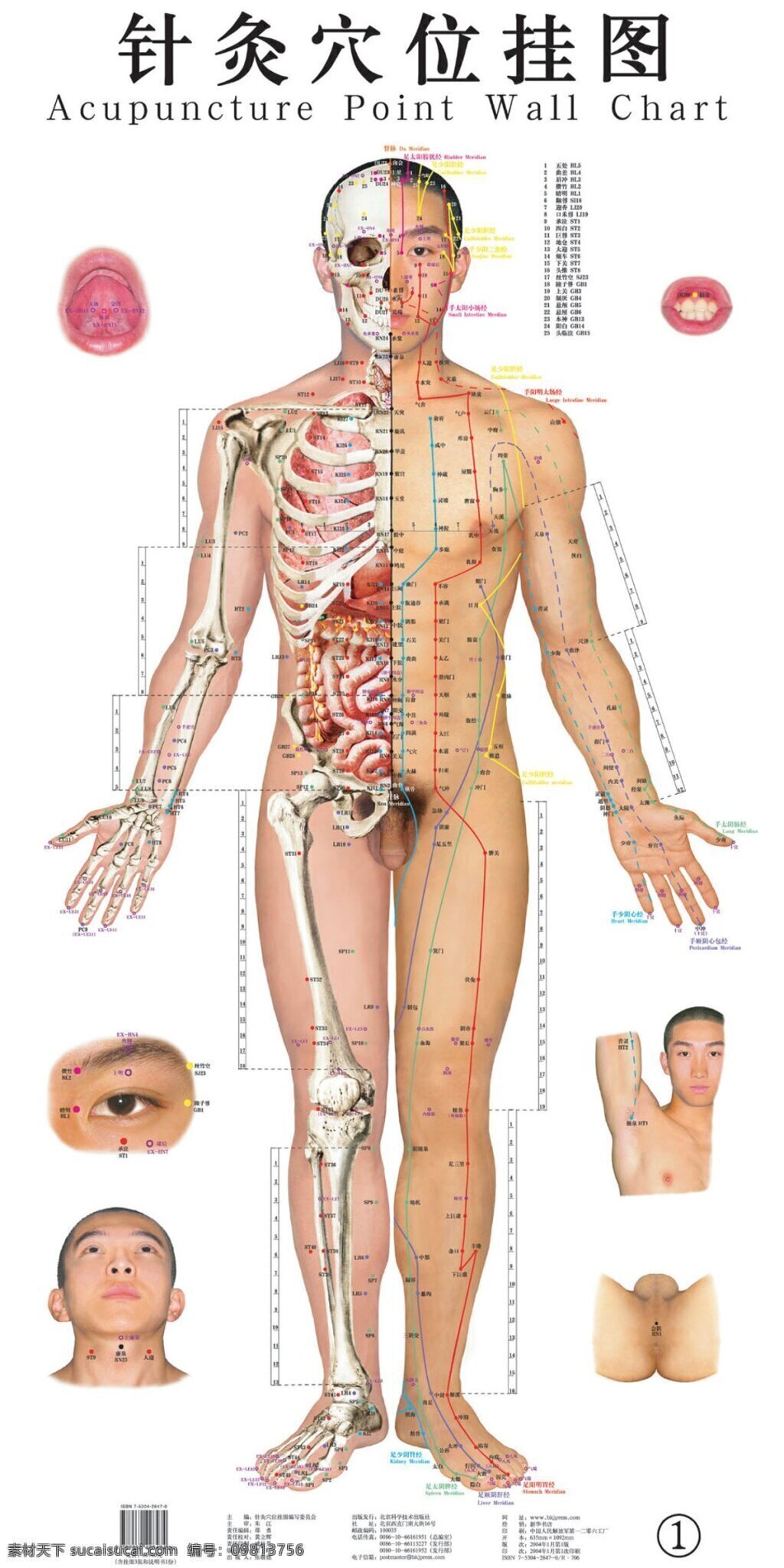 男性 正面 人体 穴位 图 针灸穴位挂图 经络 现代科技 医疗护理 设计图库
