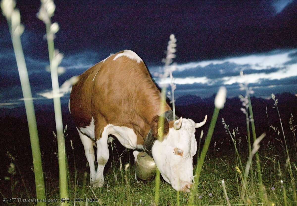 吃草的奶牛 牧场 吃草 奶牛 动物世界 摄影图 陆地动物 生物世界 黑色