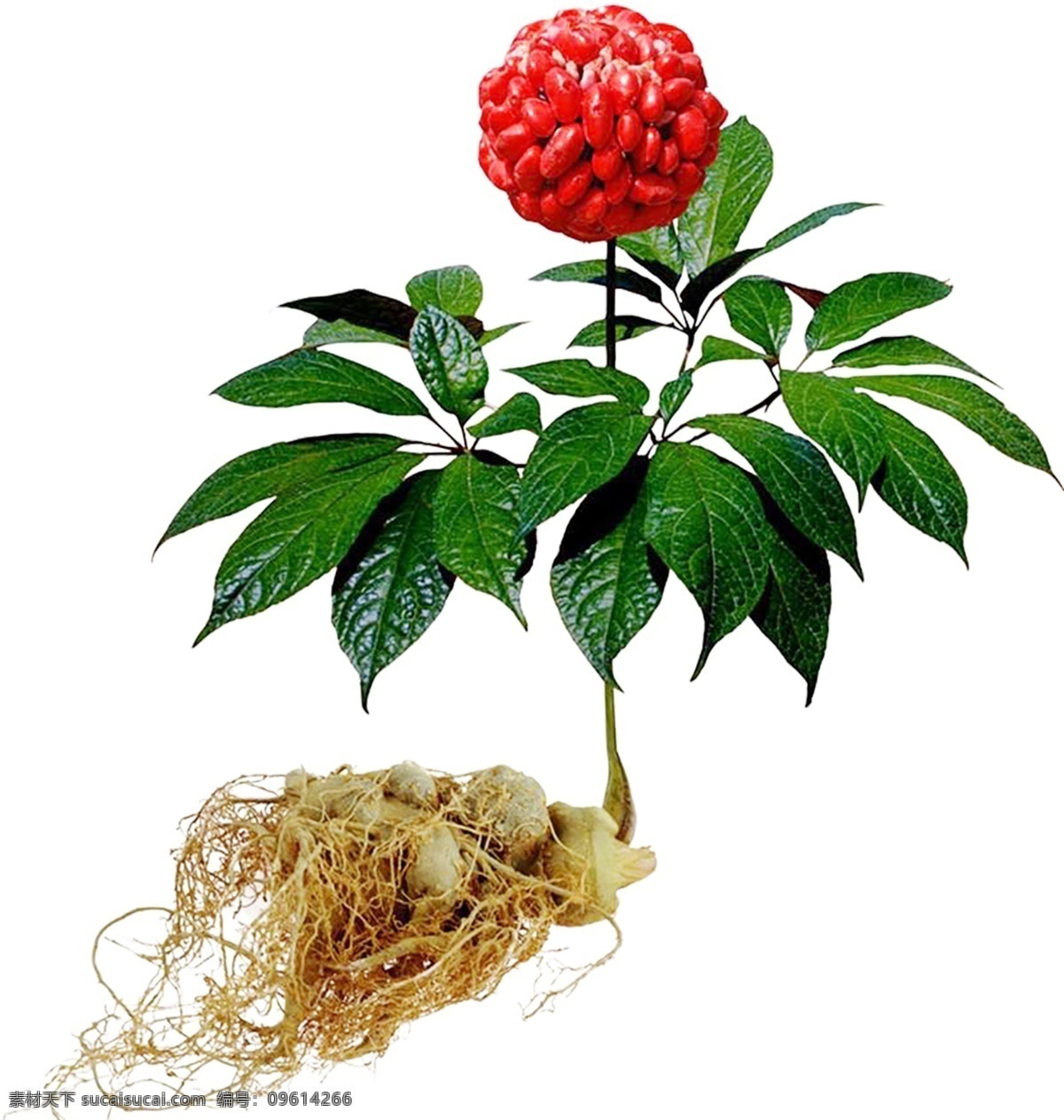 整 株 三 七 免 抠 三七 文山三七 整珠 三七花 三七植物 三七根 绿叶中药 三七叶子 高清三七 整棵三七 分层