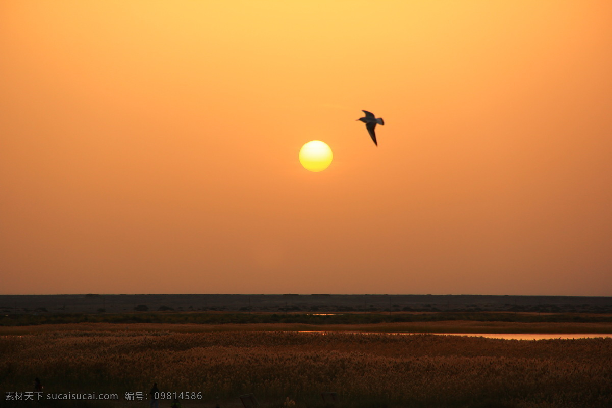 内蒙古居延海 内蒙古 居延海 居延海风光 居延海风景 额济纳居延海 夕阳 落日 太阳下岗 唯美的夕阳 夕阳美景 芦苇 水面 天空 阳光 湖泊 额济纳 额济纳旗 平静的湖面 美丽的居延海 水鸟 鸟儿 鸟 海鸥 居延海海鸥 天鹅湖 秋色 背景 山水 秋天 沙漠 绿洲 西部风景 高清 自然景观 风景名胜 橙色