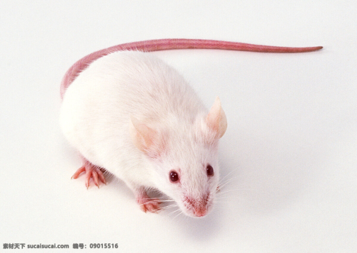 鼠 老鼠 小白鼠 小老鼠 宠物鼠 田鼠 动物世界 野生动物 生物世界