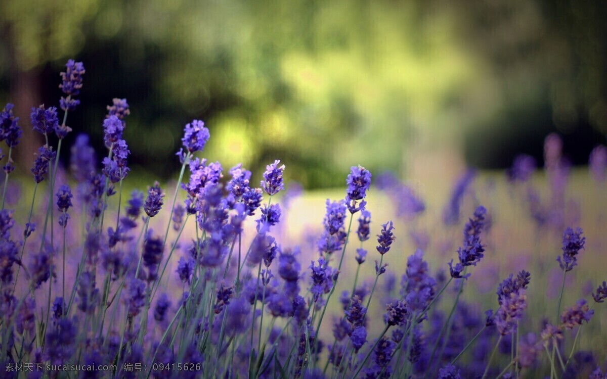 梦幻 紫色 花朵 盛开 开放 鲜艳 野花群 花的海洋 花卉 风景 野花 花海 紫色花朵 花草树木 生物世界