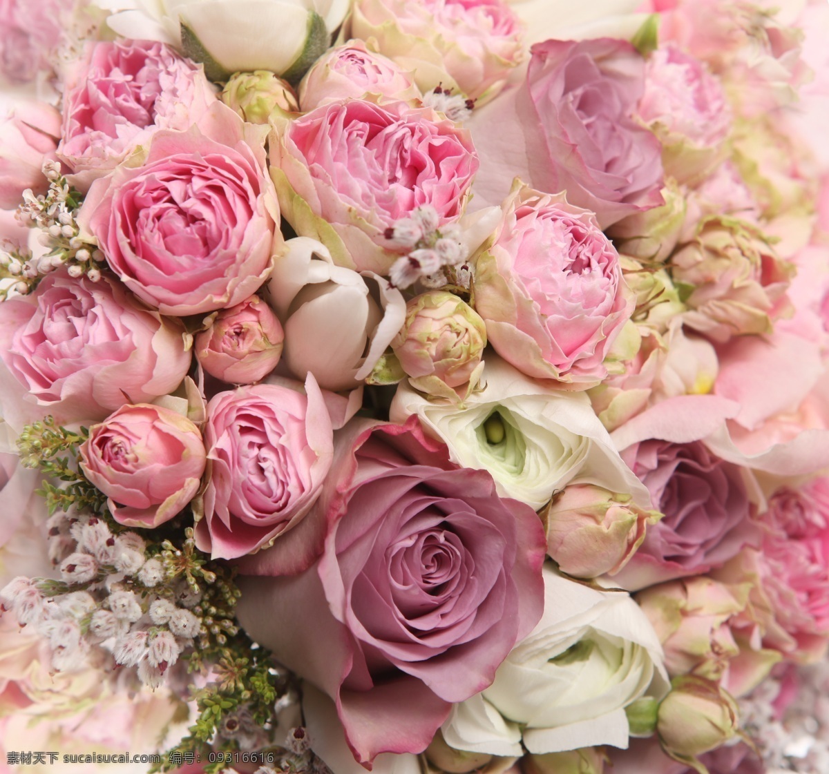 玫瑰 鲜花 鲜艳 粉色 花朵 花蕊 浪漫 背景 壁纸 花瓣 花草 生物世界