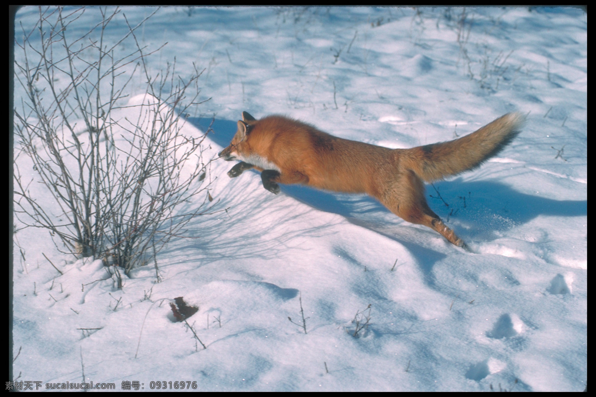 雪地 奔跑 狐狸 狐狸摄影 野生动物 动物摄影 动物世界 陆地动物 生物世界
