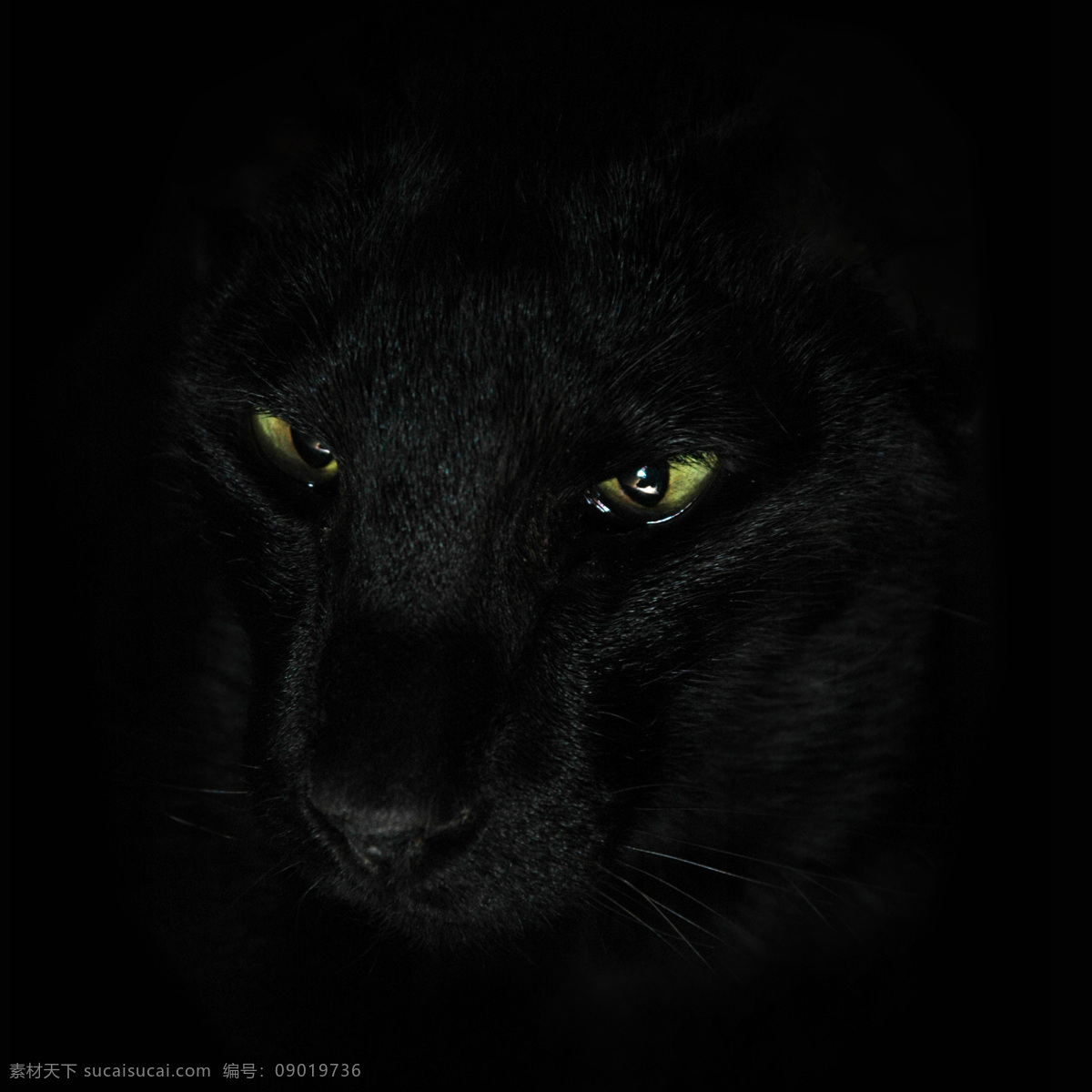 黑夜里的狼 狼 生物世界 动物世界 野生动物 陆地动物 动物 黑色