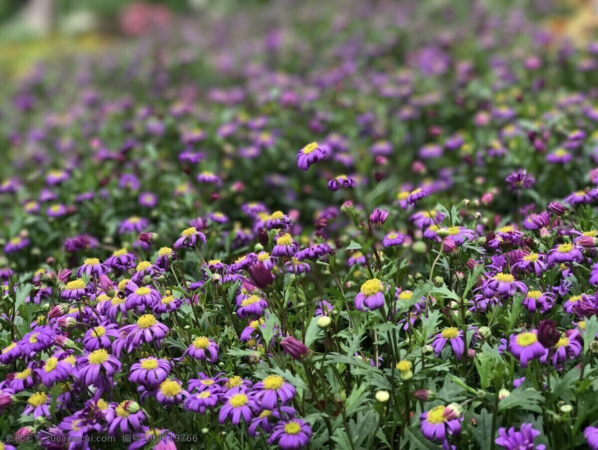 花 小菊花 紫色的花 公园 花园 自然景观 山水风景