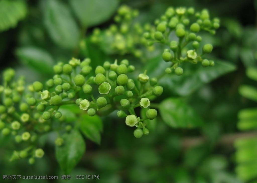 野花草 绿 生机 大自然 野草 植物 野花 数码照片 清新 田园风光 自然景观