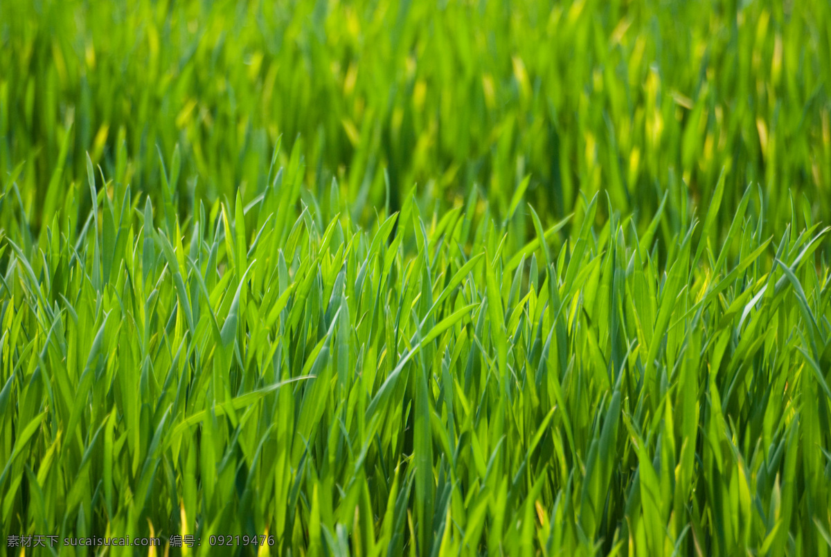 白云 草 草坪 光照 花草 花卉 环保 青草 晨露 雨水 水珠 水滴 漂亮水珠 蓝天 阳光 太阳 露水 露珠 晶莹剔透 绿叶 绿草 微距拍摄 绿色 植物 植被 生态 花草主题 绿叶底纹 生物世界 花草高清图片 psd源文件