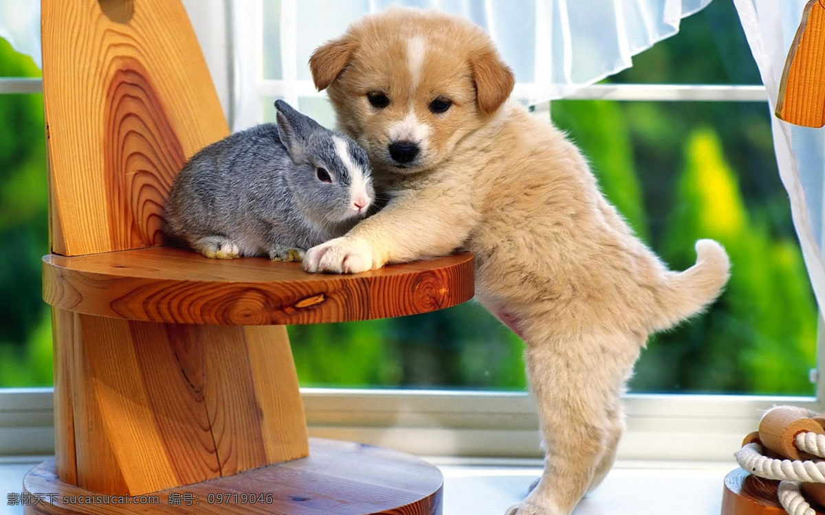 抱 小 兔子 金毛 生物 动物 哺乳动物 宠物 宠物狗 生物世界 家禽家畜