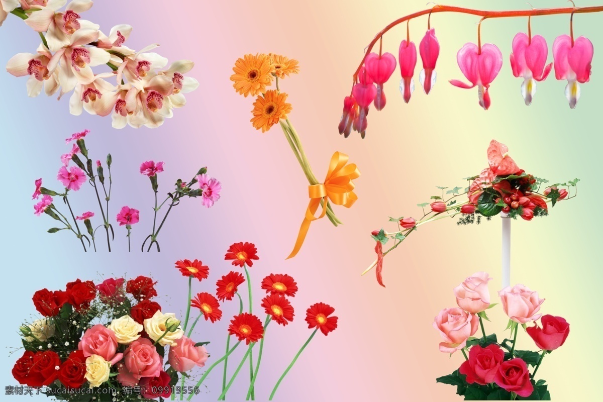 鲜花 花卉 玫瑰 鲜花抠图 分层 抠 图 鲜花背景 花卉背景 抠图