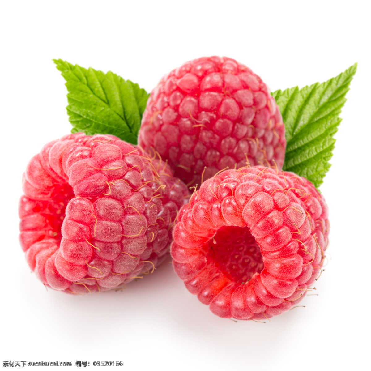 唯美树莓 唯美 营养 健康 鲜果 新鲜 水果 树莓 生物世界