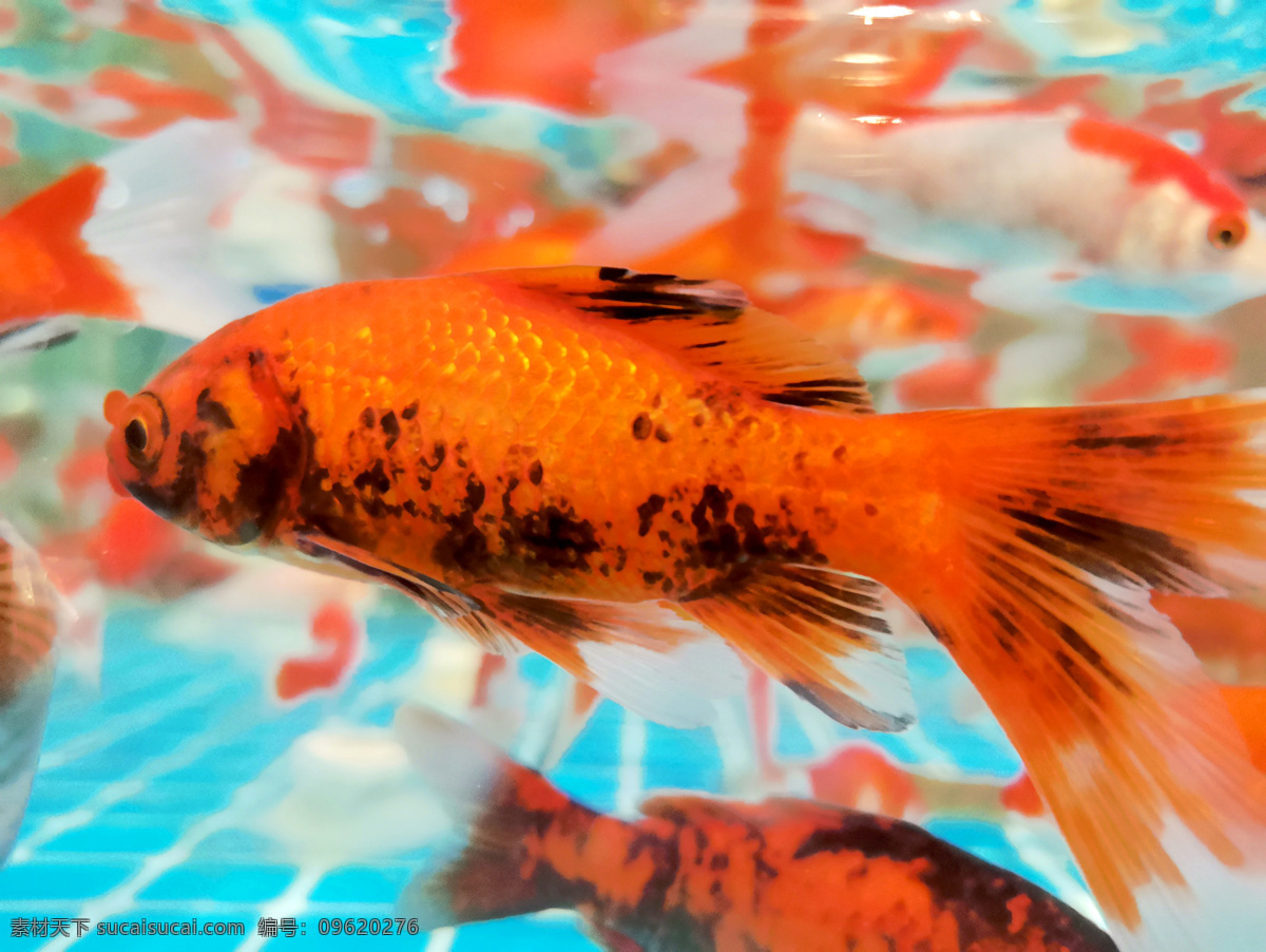 金鱼 池塘 拍照 照片 拍摄 壁纸 高清 特写 生物世界 鱼类 手机摄影