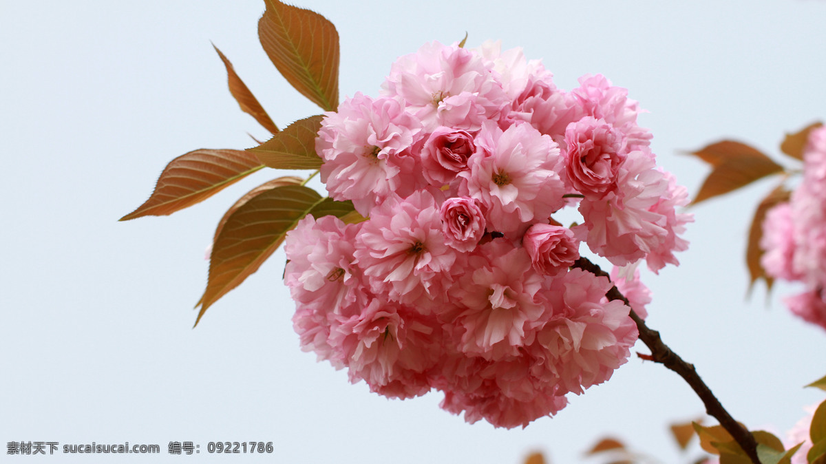 樱花 烂漫 春天 花草 花朵 美图 生物世界 鲜花 樱花烂漫 psd源文件