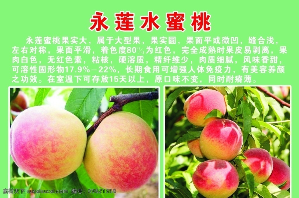 永莲水蜜桃 水蜜桃 桃子 水蜜桃海报 桃子海报