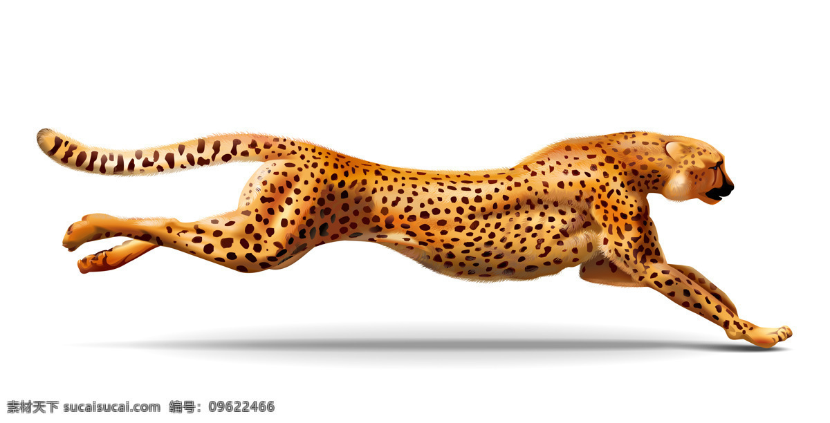 豹子图片 豹子 猎豹 老虎 奔跑的豹纹 豹纹