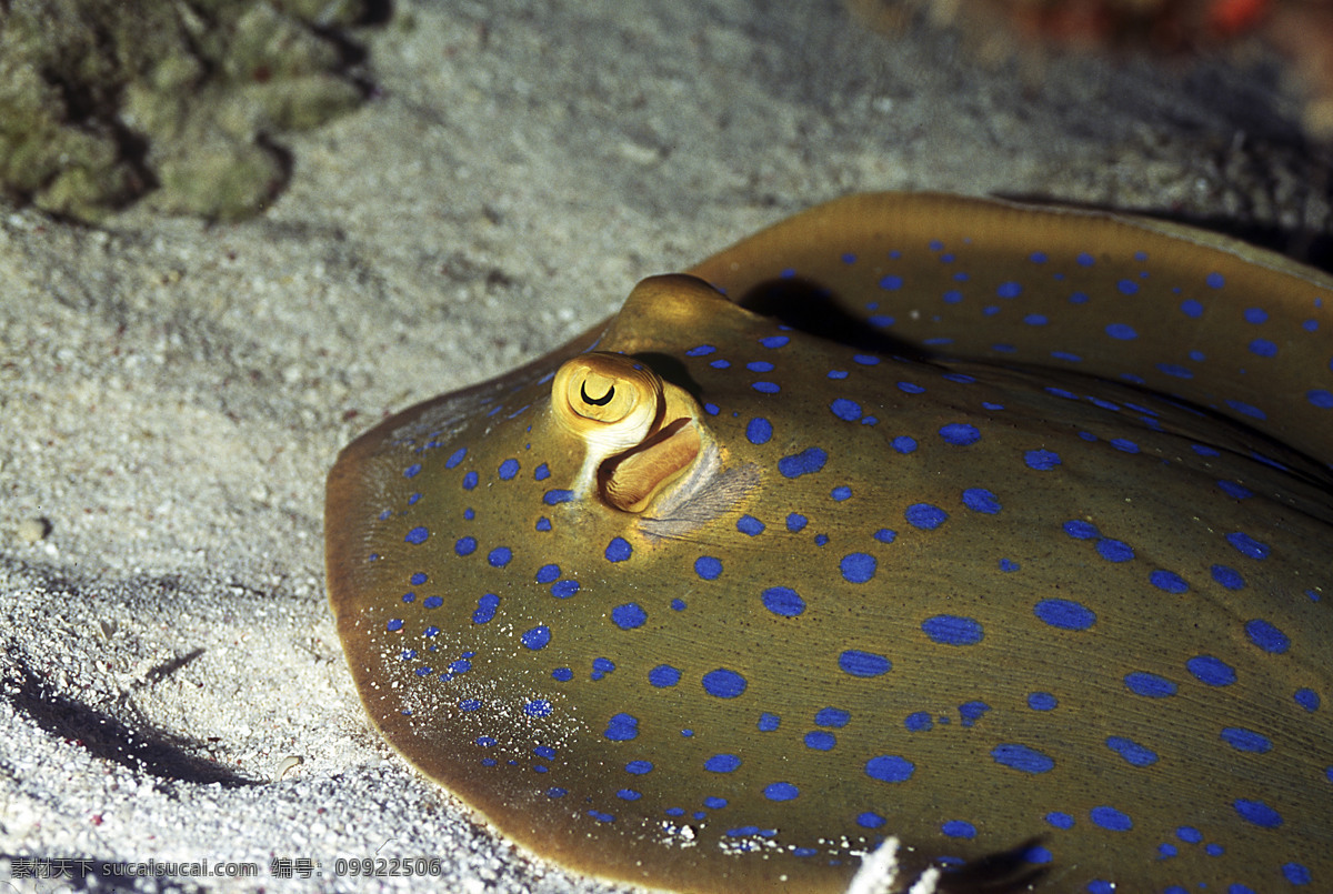 全球 首席 大百科 海底 珊瑚 深海 生物 鱼 生物世界