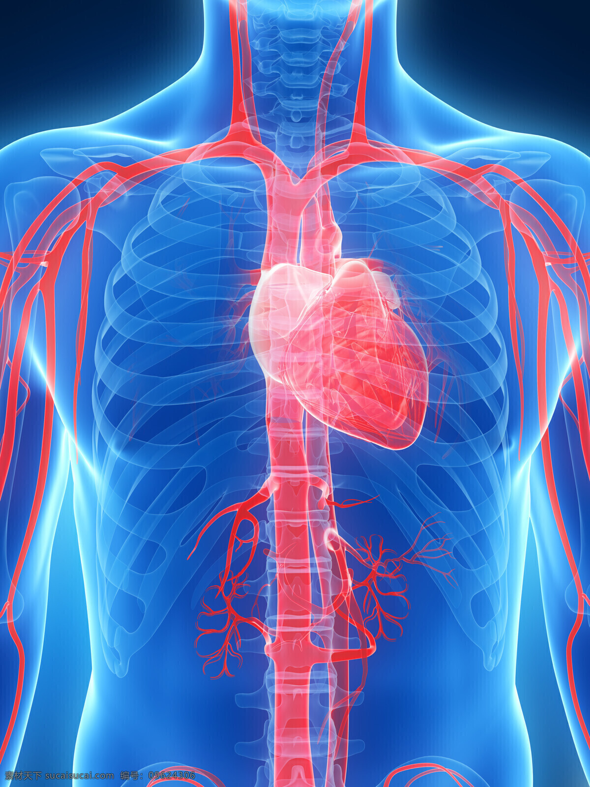 人体 心脏 血管 模型 人体模型 人体结构 人体器官 医学 生物 人体器官图 人物图片