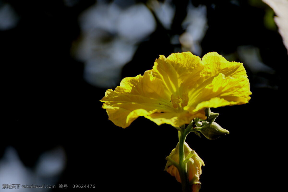黄色 丝瓜 花 高清 丝瓜花 黄色花朵 黄花 鲜花 花朵