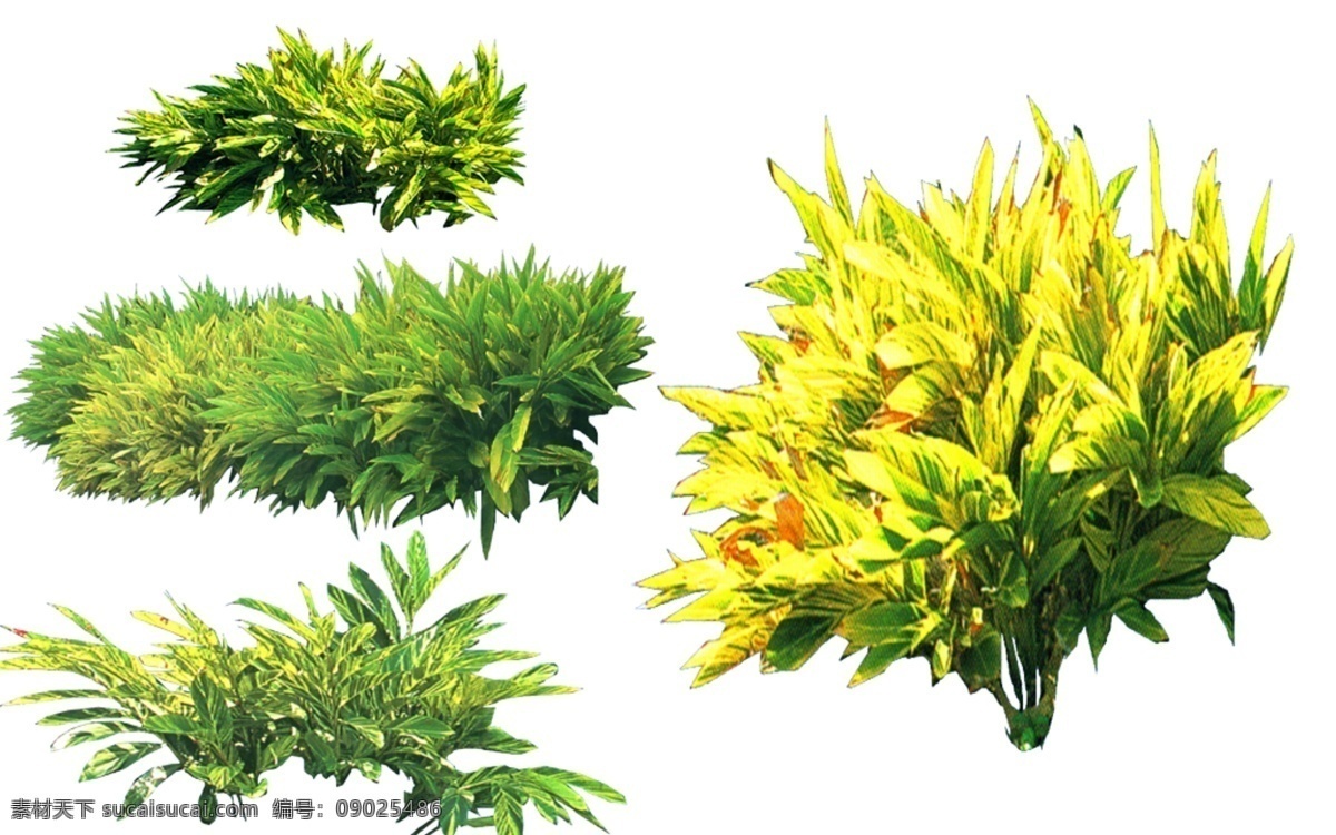 花叶 良 姜 园林景观 花叶良姜 藤条 室外 植物 白色
