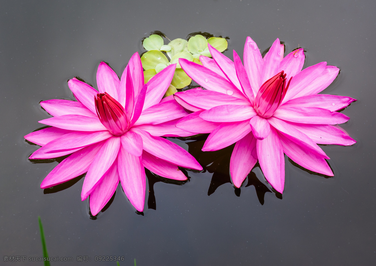 红色 睡莲 莲花 花瓣 植物花朵 美丽鲜花 漂亮花朵 花卉 鲜花摄影 花草树木 生物世界