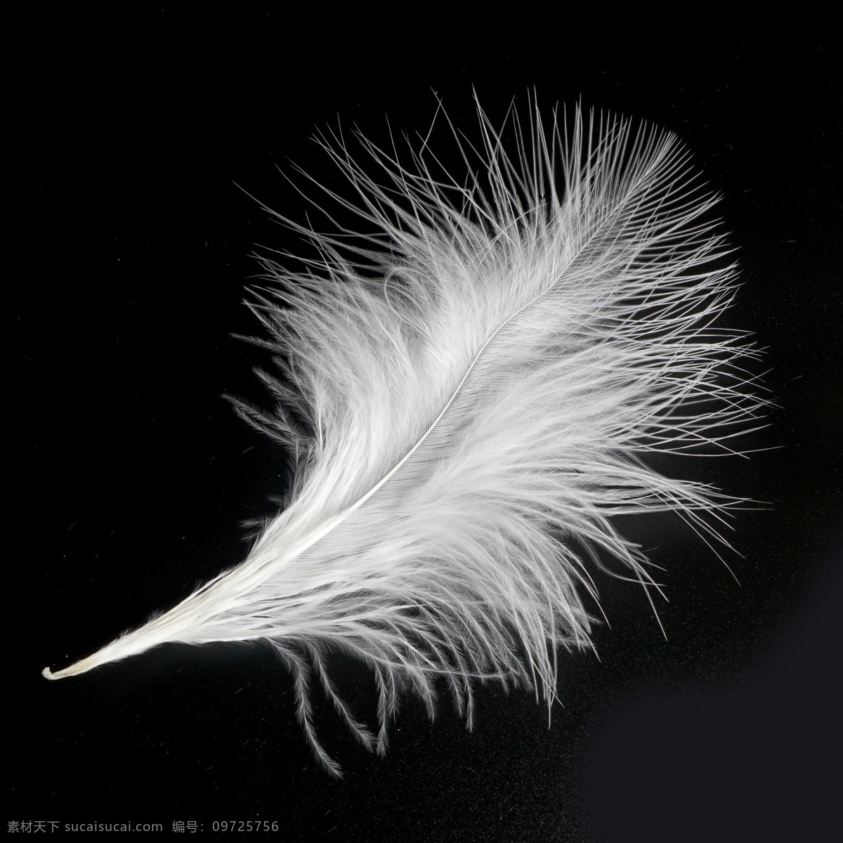 一根 白色 羽毛 一根羽毛 鸡毛 白色羽毛 毛发 毛 白毛 鹅毛 鸭毛 羽绒 开发素材