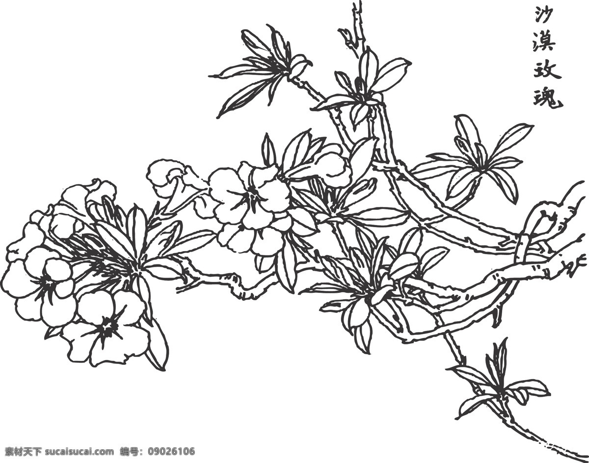 沙漠玫瑰 植物 花卉 观赏 线条 矢量 装饰 插画 白描 天宝花 夹竹桃科 耐署 不耐寒 花卉白描图 文化艺术 传统文化