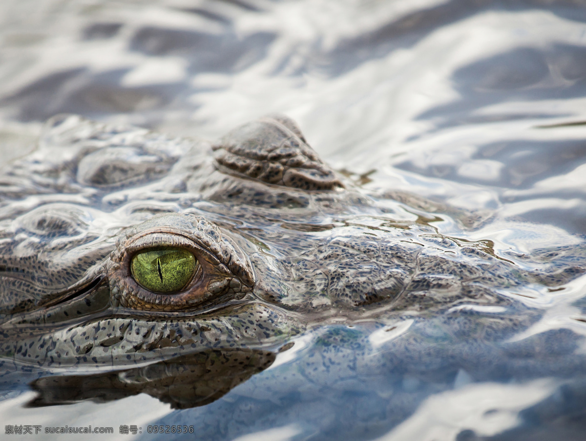 鳄鱼 动物摄影 两栖动物 凶猛的鳄鱼 鳄鱼图片 动物素材 野生动物 生物世界
