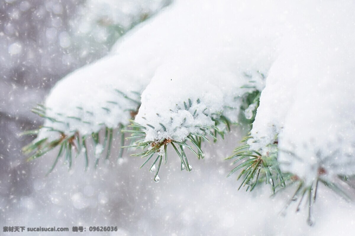 冬季雪松树 雪 雪松树 冬季 冬天 自然 冷 松树 白色