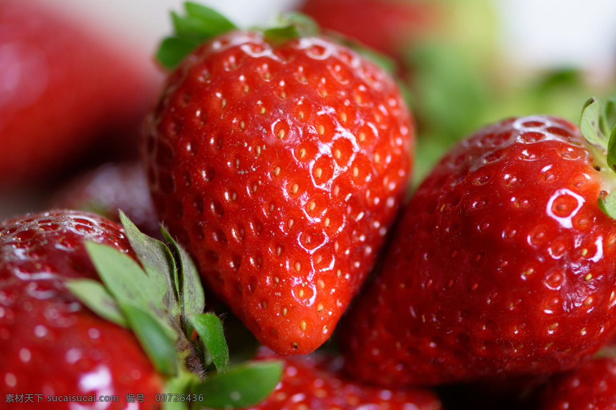 草莓图片 草莓 水果 食品 红色 美味 新鲜 成熟 浆果 生物世界