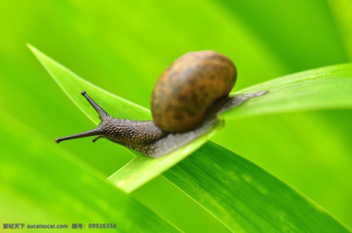 叶子 上 蜗牛 高清 绿叶 树叶 植物