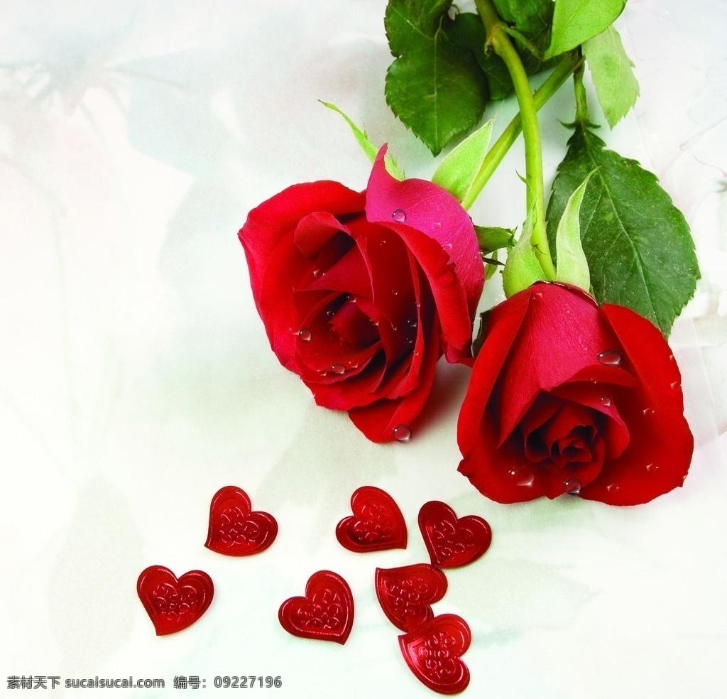 浪漫之约 玫瑰花带水珠 红色玫瑰 情人节礼物 情人节 玫瑰巧克力 电视背景墙 分层 风景 源文件