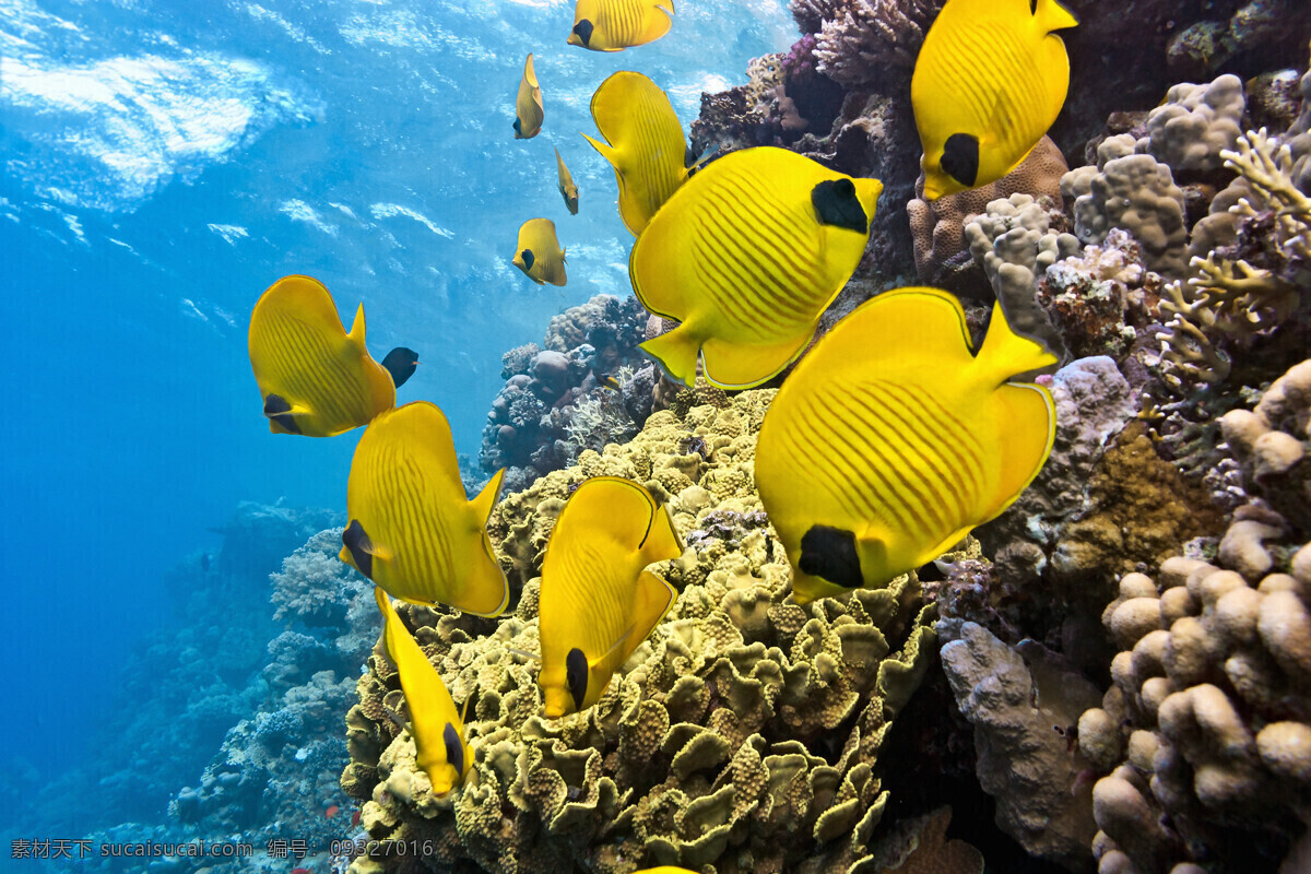 海底世界 海洋馆 海鱼 珊瑚 海水 深海 海底 水族 鱼类 鱼群 海洋生物 生物世界 海底世界二