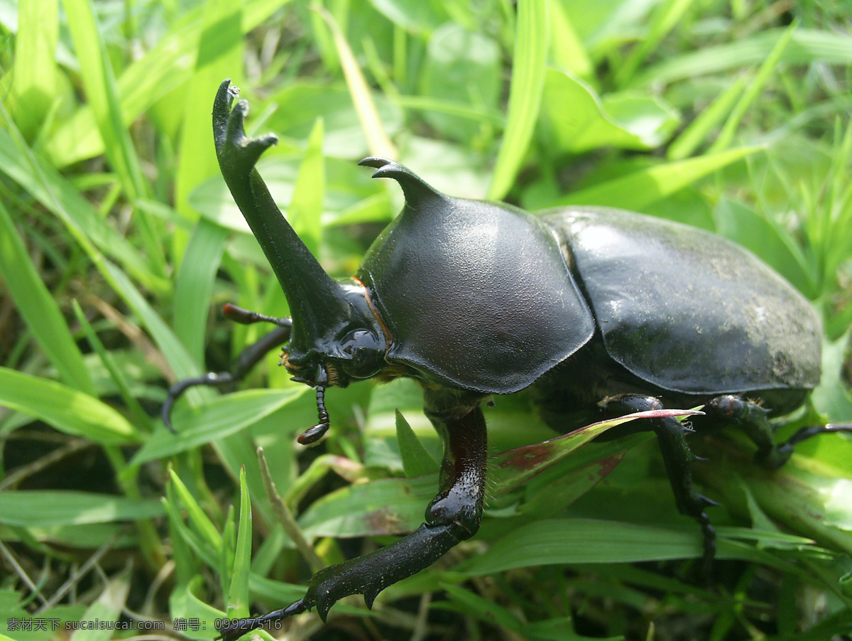 独角仙 甲虫 草地 生物世界 微距摄影 昆虫 野生环境 原生态 高清