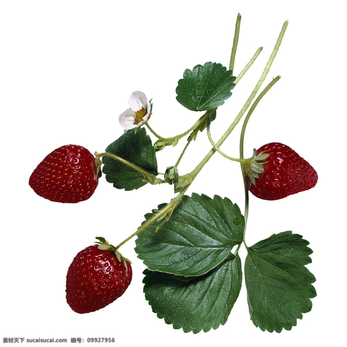 草莓 奶油草莓 树莓 水果 超市水果 特写 高清 绿叶 叶子 各种草莓 新鲜水果 红色 微距 花托 大棚水果 生物世界 背景分层 白色背景 蔬果 分层 源文件