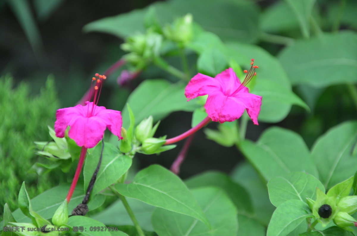 紫茉莉 花卉 草茉莉 胭脂花 粉豆花 花冠漏斗形 边缘 波状浅裂 两朵 紫红色 花卉系列 花草 生物世界