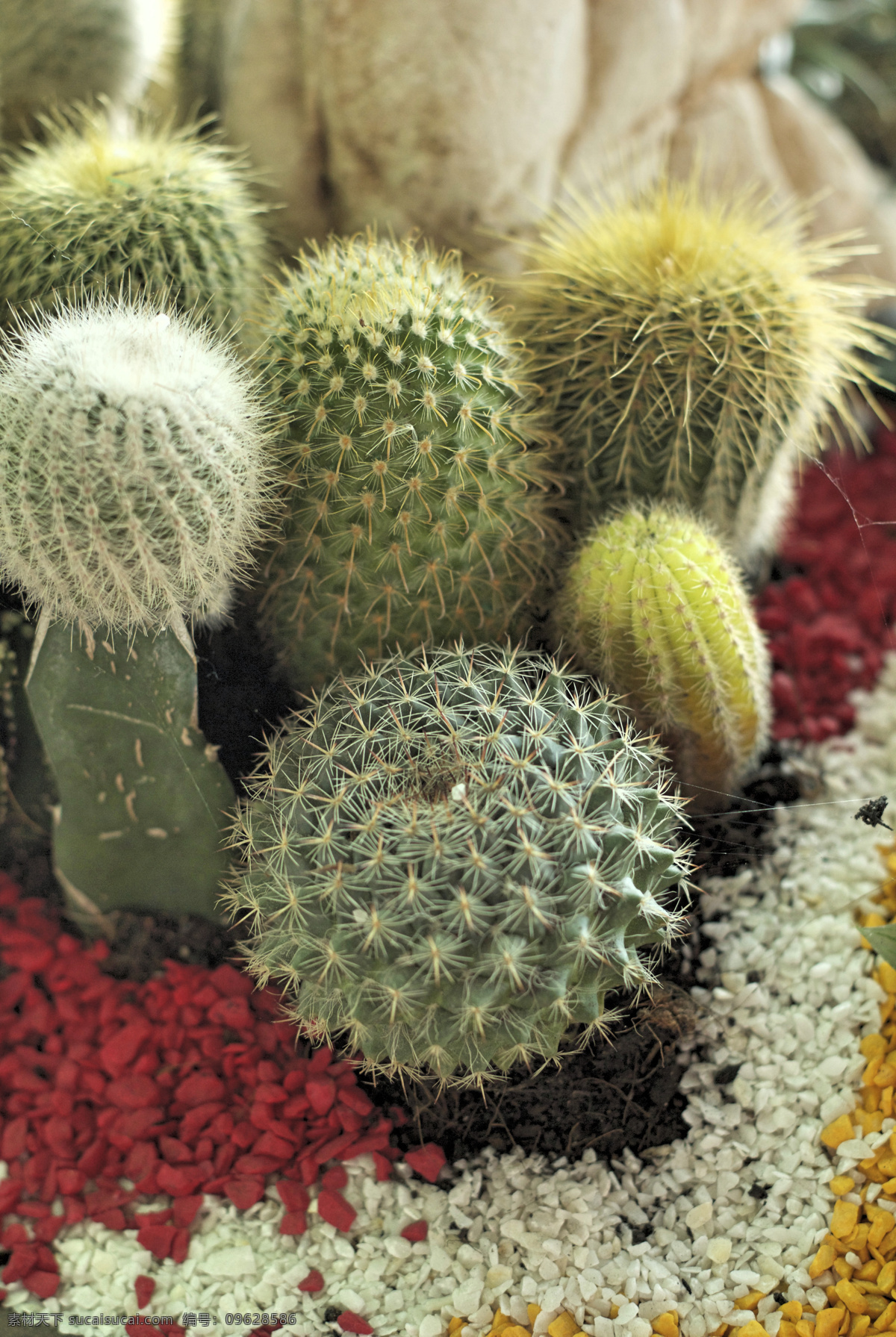 簇拥 一起 仙人球 仙人掌 绿色植物 多肉植物 其他生物 生物世界