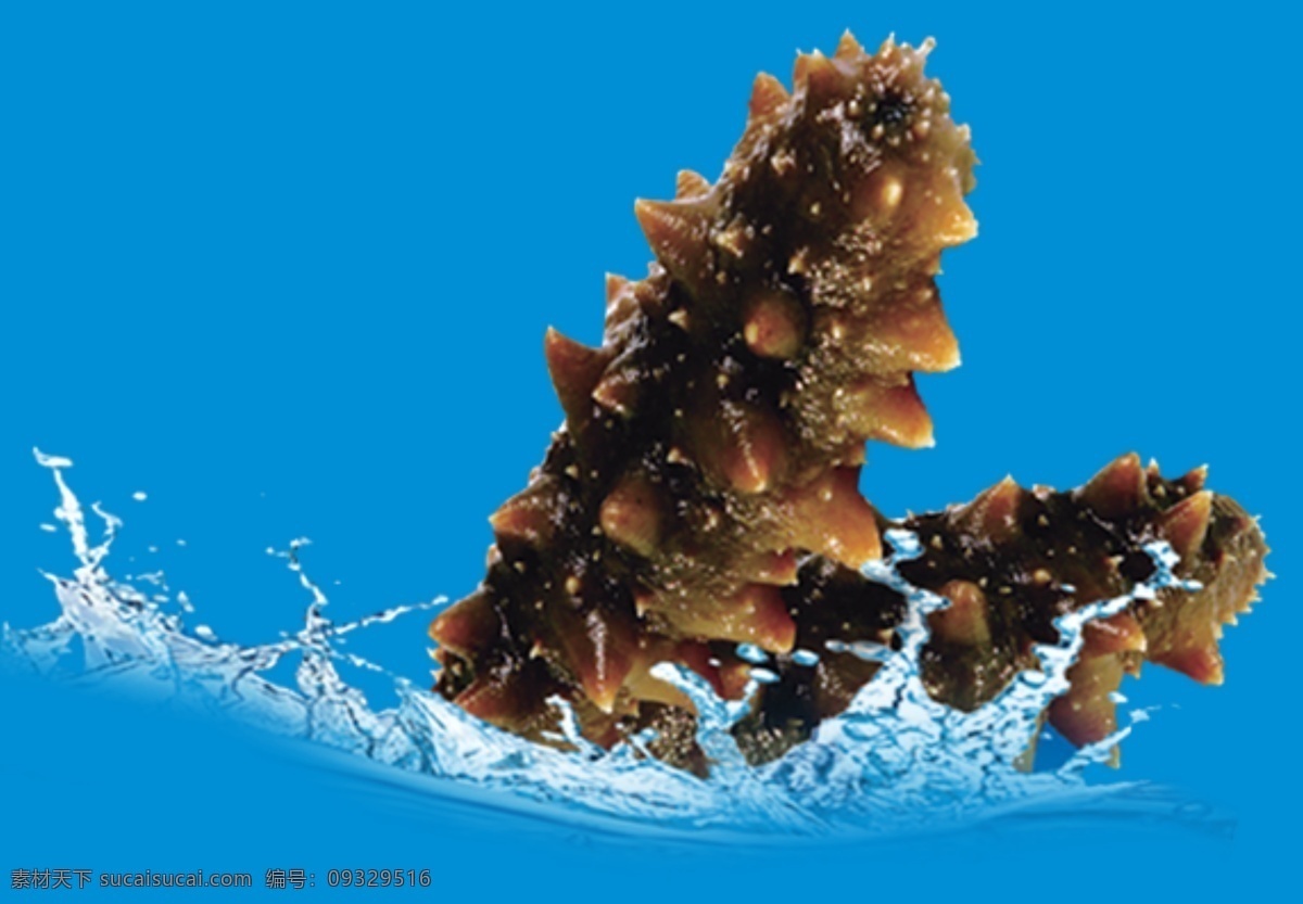 海参图片 食物 海参 食品 海参素材