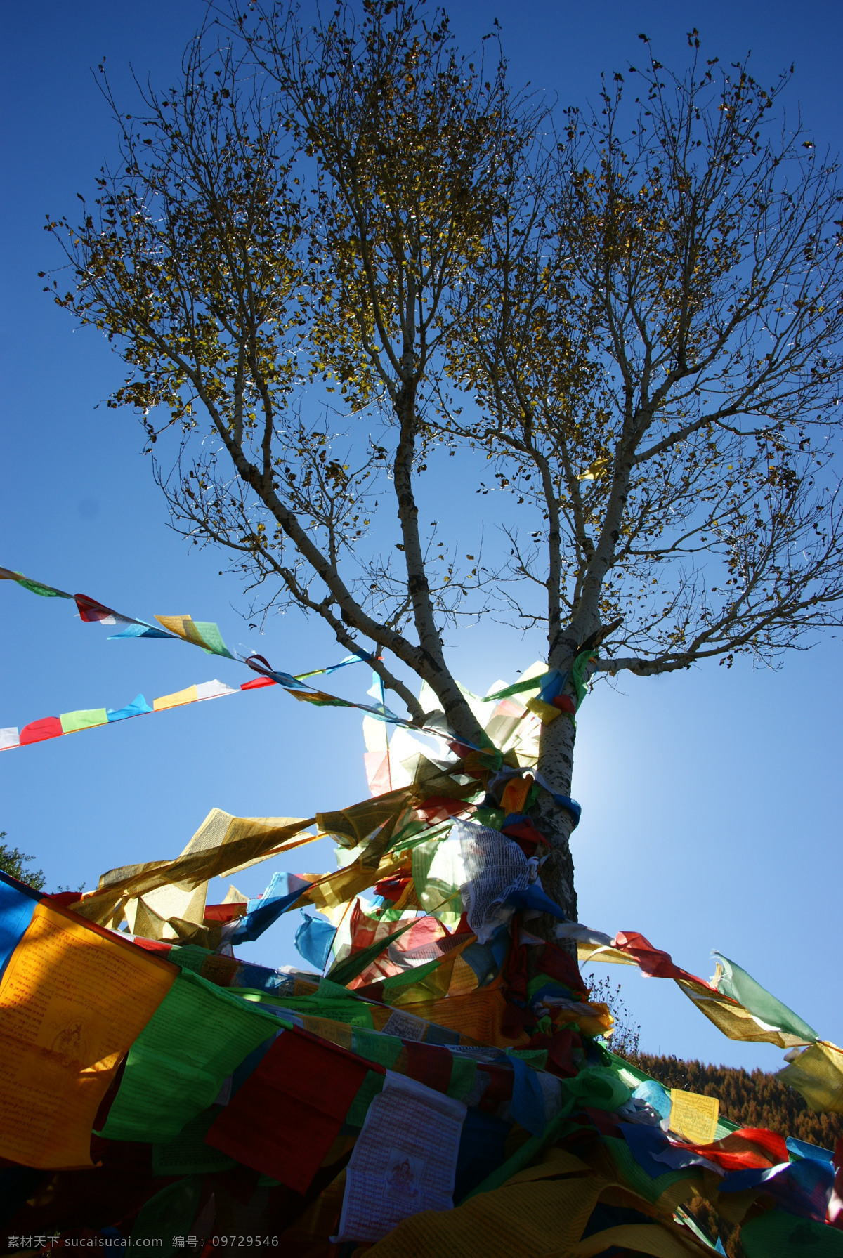 树 系 旗 佛教 国内旅游 旅游摄影 祈福 树系经旗 五台山 经旗 经幡 文化艺术