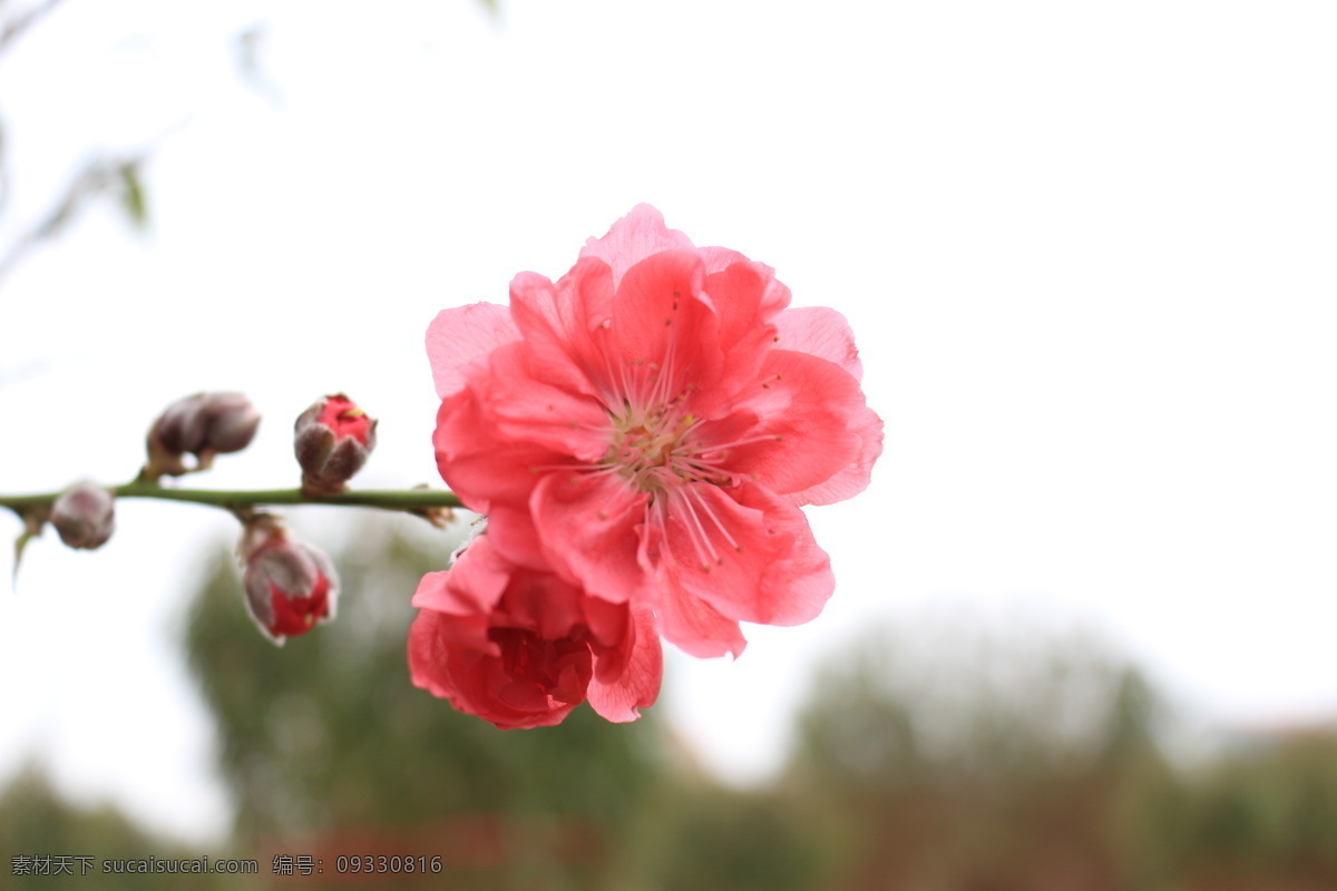 美丽的花 桃花 花园 赏花 生物 桃树 花朵 开花 春天 植物 花草 花瓣 蔷薇科 乔木 桃花运 美丽 花卉 植物花草 生物世界 白色