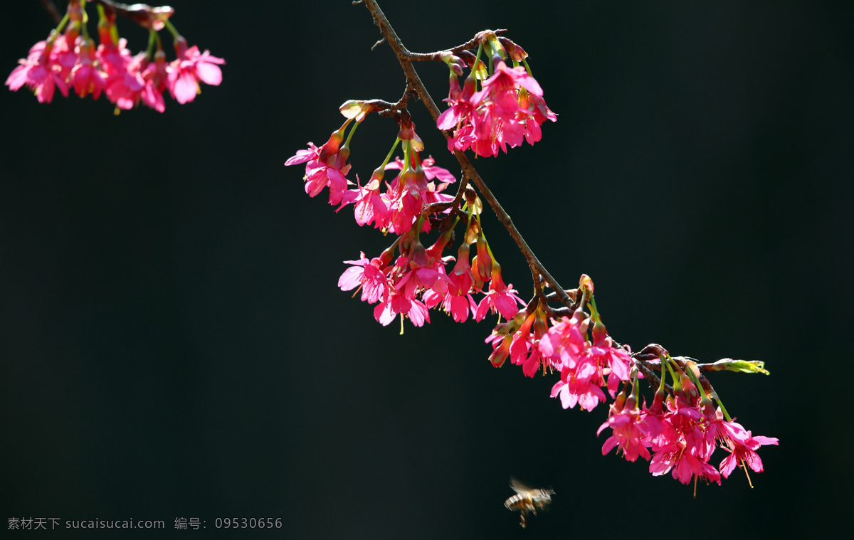 粉色 白色 樱花